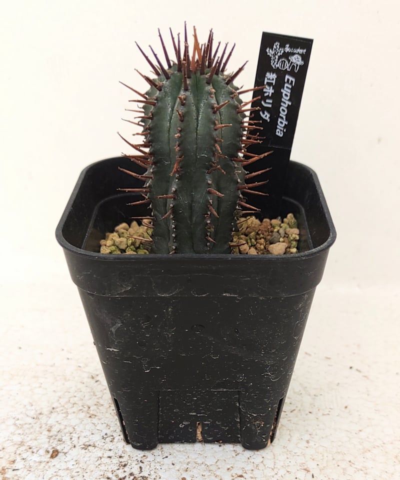 紅ホリダ ユーフォルビア | toA Succulent