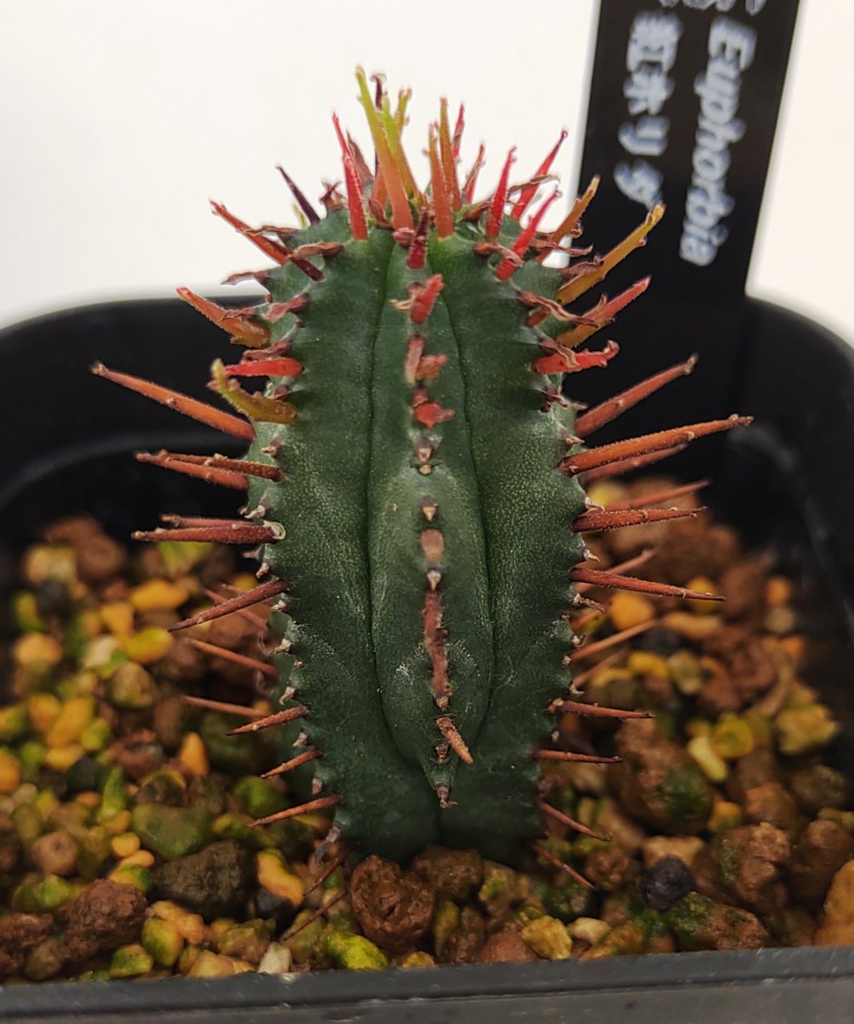 紅ホリダ ユーフォルビア | toA Succulent