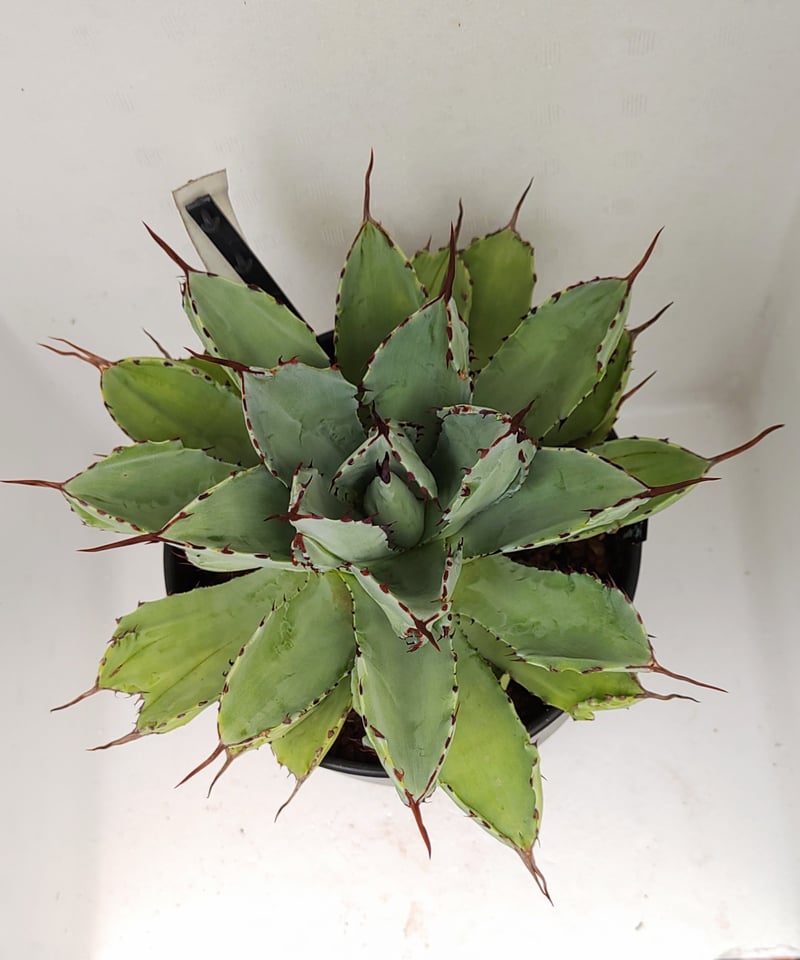 キュービック L アガベ | toA Succulent キュービック L アガベ | toA Succulent