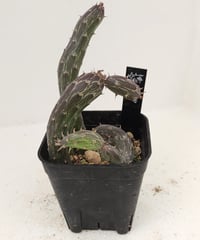 アーケリー セネシオ | toA Succulent
