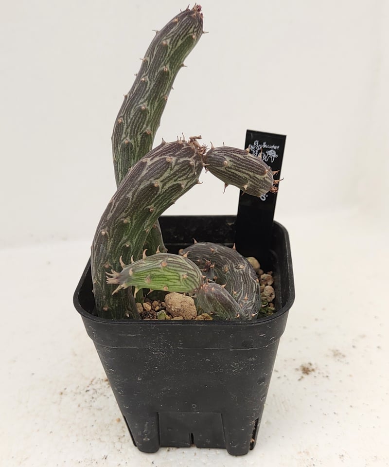 初鷹 セネシオ | toA Succulent