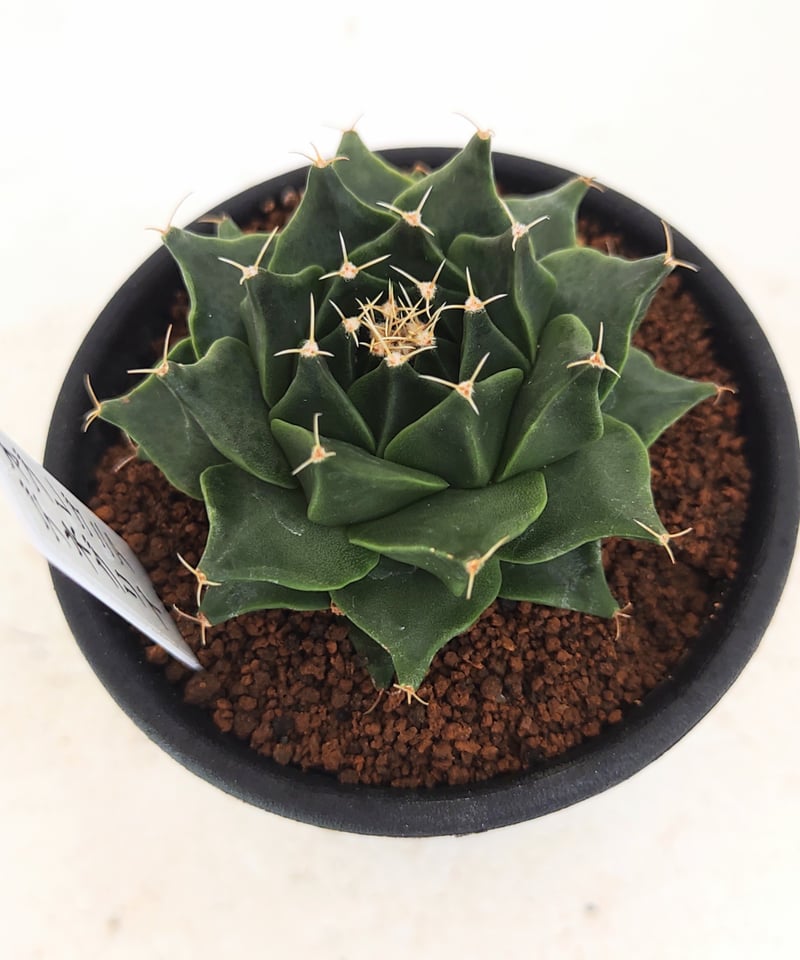 デニグリー オブレゴニア | toA Succulent