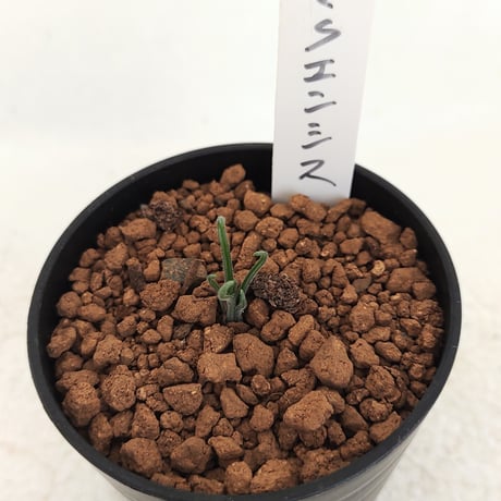 希少 ゲチリス ナマクエンシス ケープバルブ 塊根 球根 夏越株 発芽