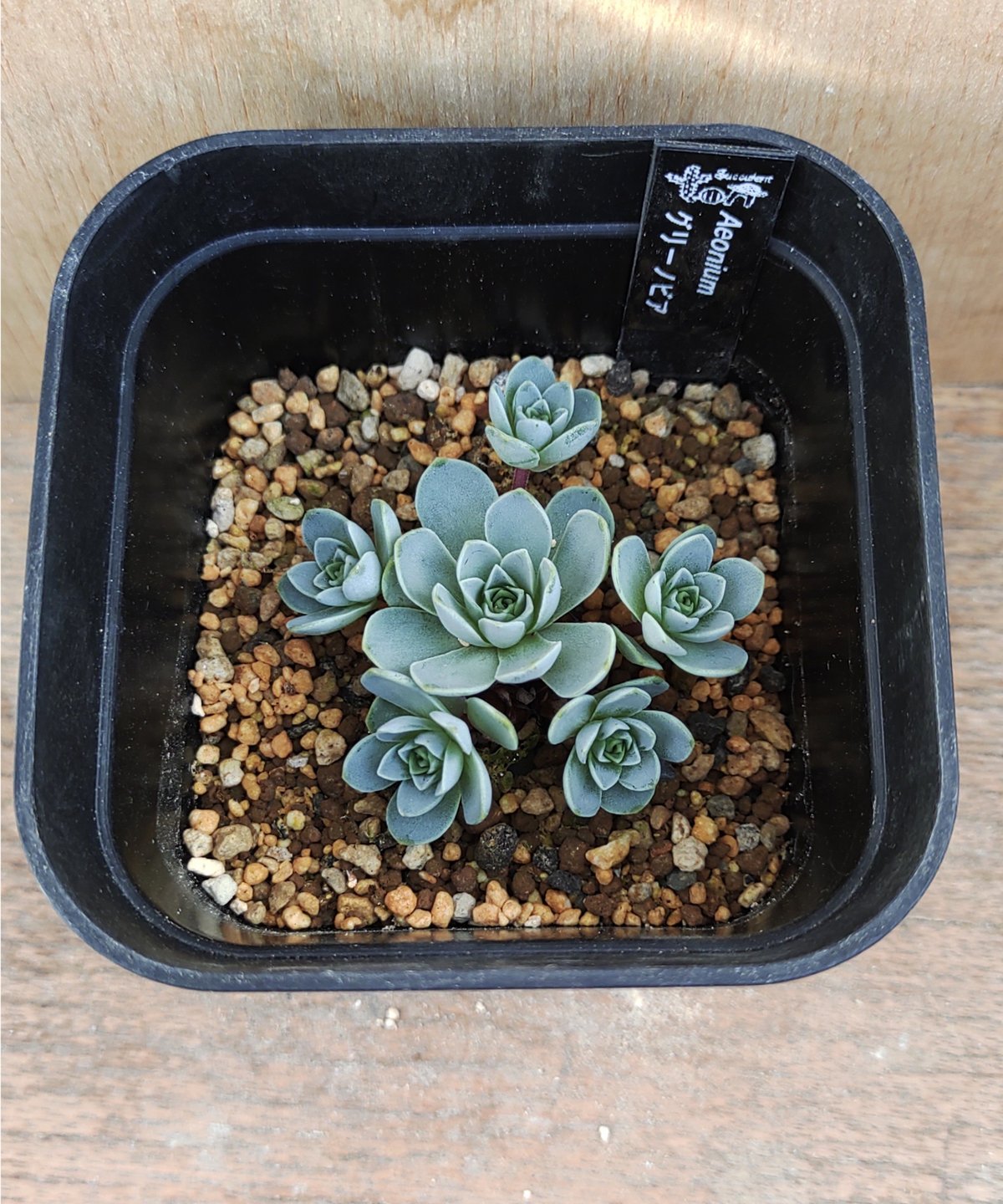 多肉植物アエオニウム錦❤️ パンドラ ❤️ 状態画像