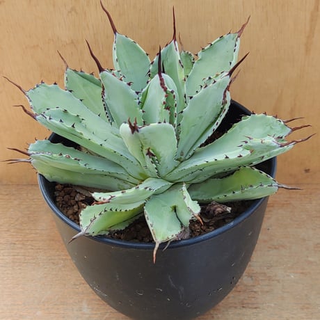 アガベ キュービック　大株 アガベ キュービック 大株 - メルカリ
