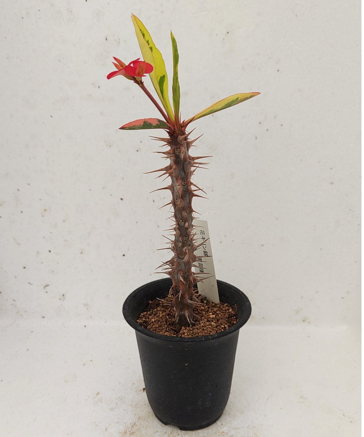 花キリン錦 ユーフォルビア | toA Succulent