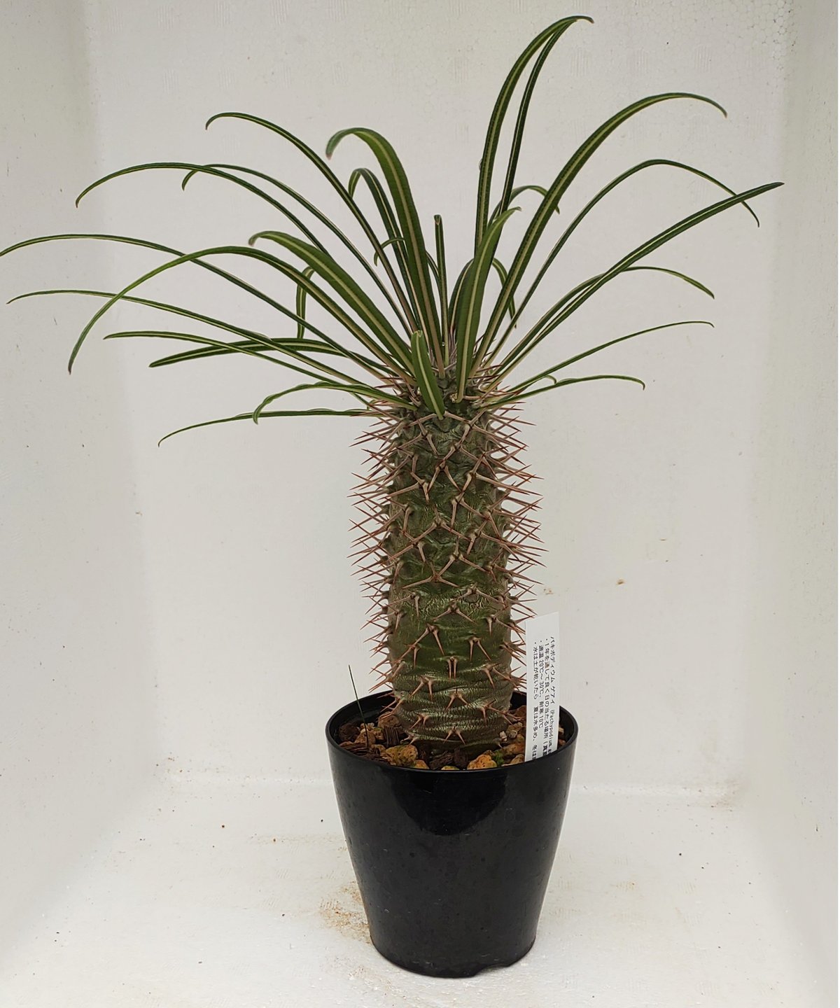 ゲアイ パキポディウム | toA Succulent