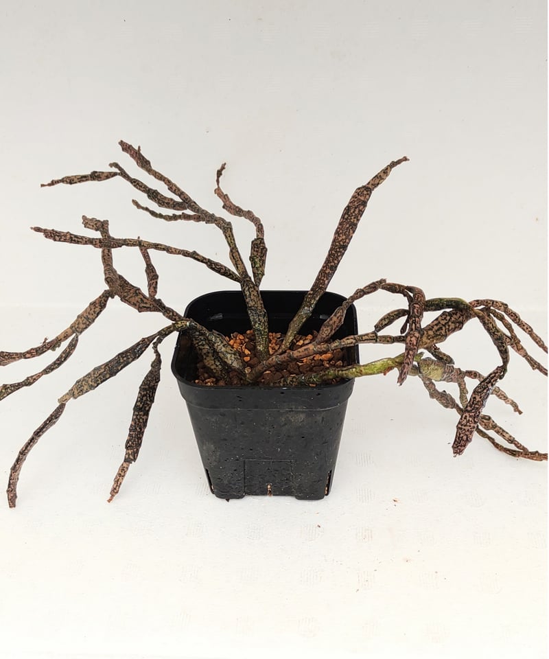 ゾンビプランツ プラティクラダ ユーフォルビア | toA Succulent