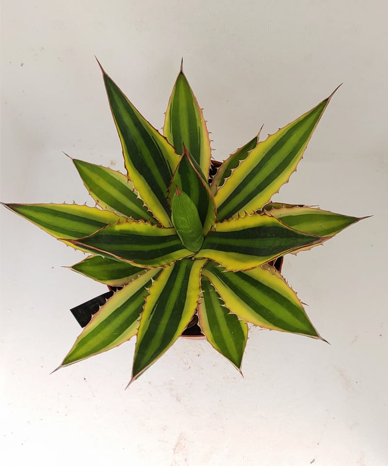 五色万代 アガベ | toA Succulent