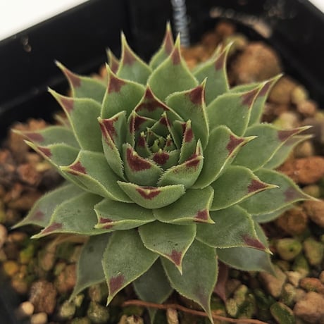 センペルビウム | STORES