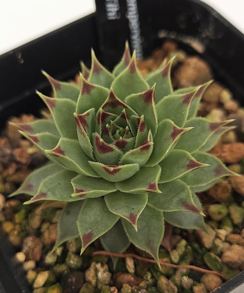 ティヒ センペルビウム | toA Succulent