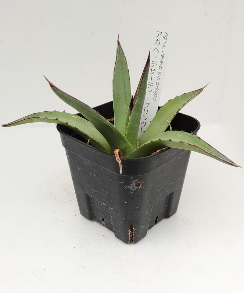 デザーティプリングレイ アガベ | toA Succulent