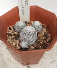 ロイヤル玉牡丹しわ サボテン | toA Succulent