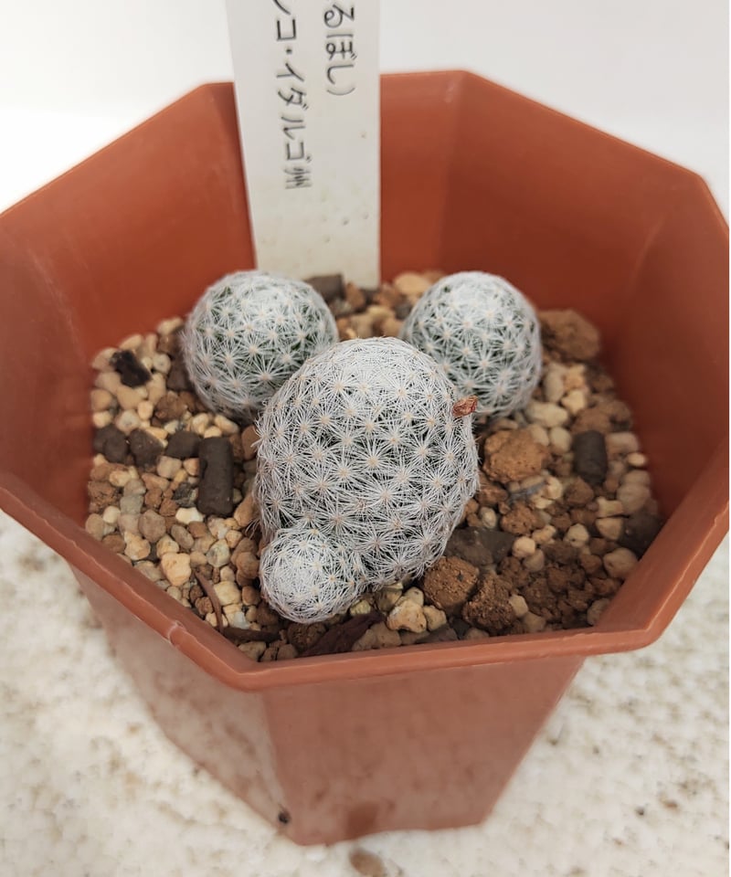 姫春星 サボテン | toA Succulent