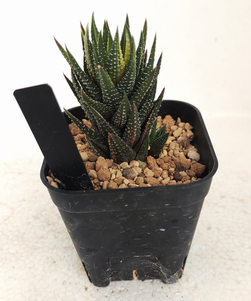 鼓笛錦 B ハオルチア | toA Succulent