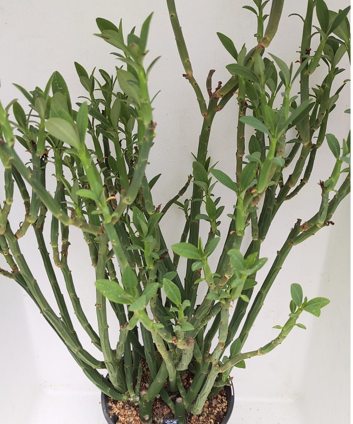 フォスフォレアL ユーフォルビア | toA Succulent