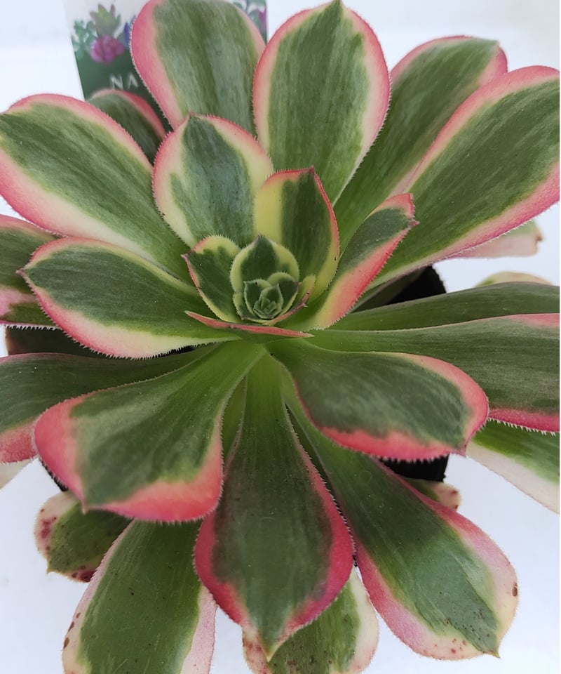 ピンクレディ錦 アエオニウム | toA Succulent ピンクレディ錦 アエオニウム | toA Succulent