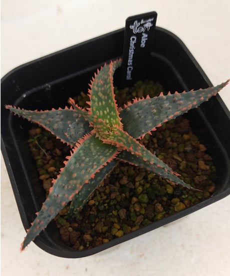 CATEGORY アロエ | toA Succulent