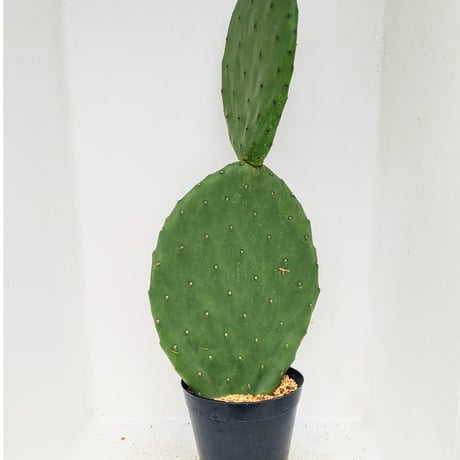 ウチワサボテン | STORES