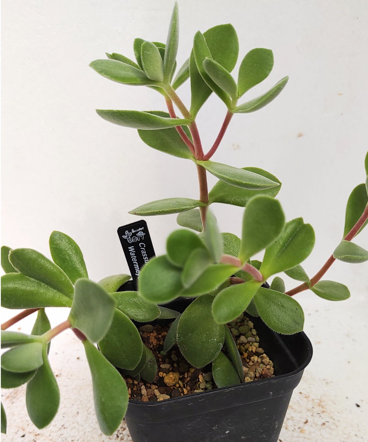 ワテルメイエリー クラッスラ ワテルメイエリー クラッスラ | toA Succulent