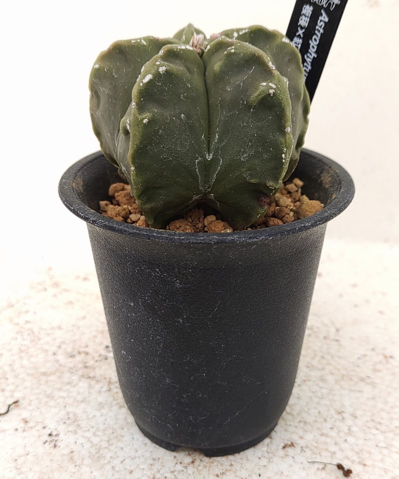 複稜×紅葉碧瑠璃ランポー サボテン | toA Succulent