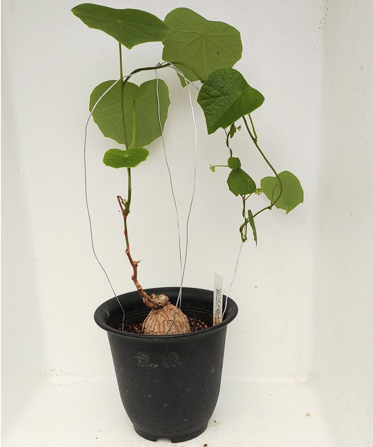 【極美株/塊根植物】ステファニア スベローサ　セレクト小株　微発根 極美株/塊根植物】ステファニア スベローサ セレクト小株 発根済み
