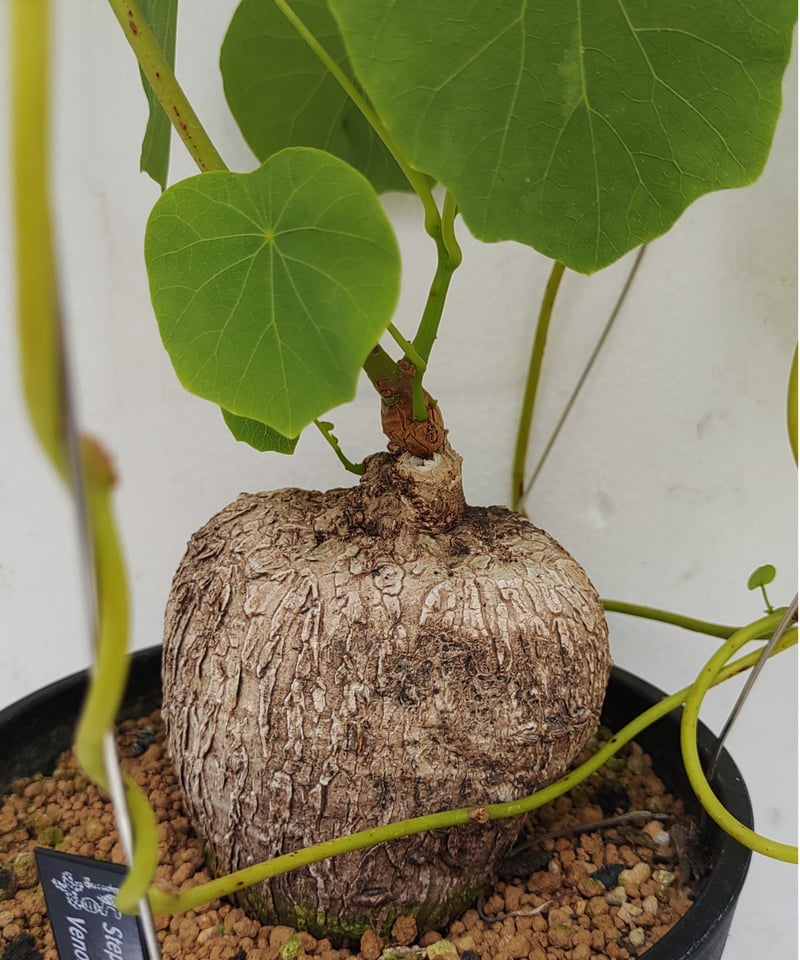 Stephania venosa 250511 輸入株発根済