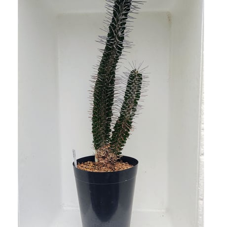 モンタグナッキー | STORES