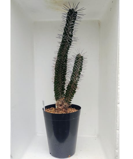 モンタグナッキー L アローディア | toA Succulent