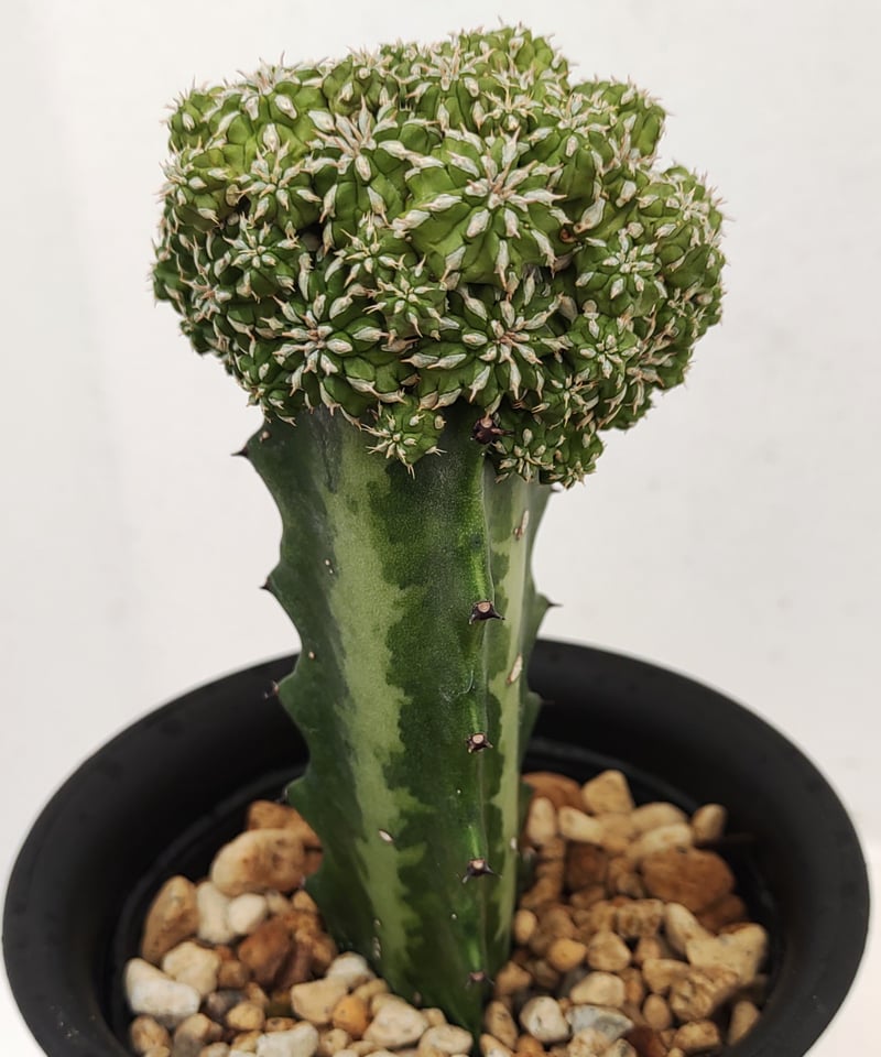 ユーフォルビア　セプルタ　群生　接木　美株 21568e917eb8128bc225b5e9063484