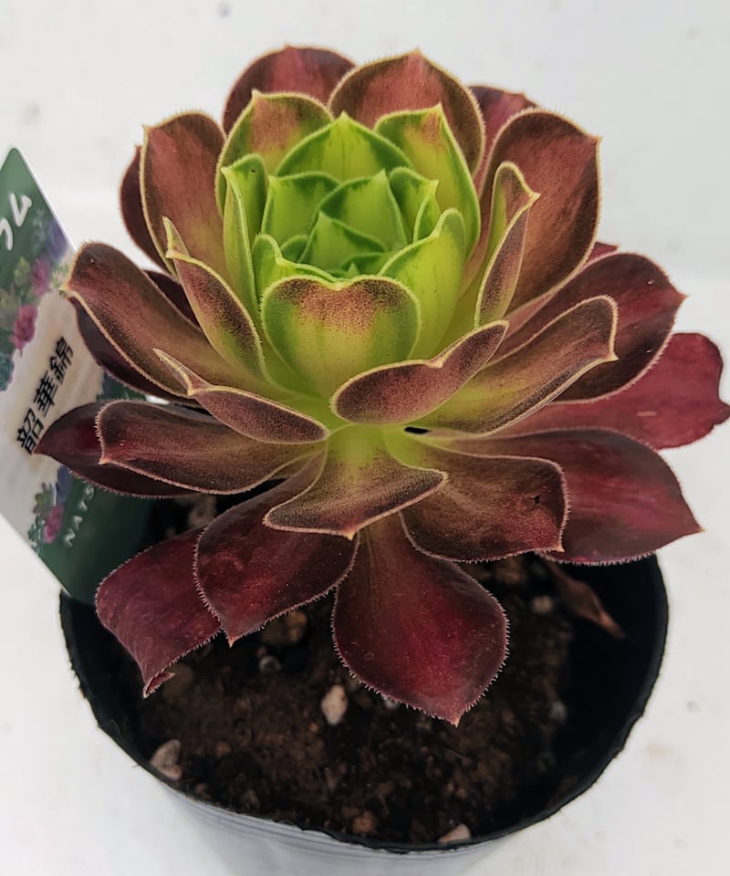 81#多肉植物アエオニウム錦❤️ 皺葉仙墨 ❤️1大頭1小頭14cm 拔き苗