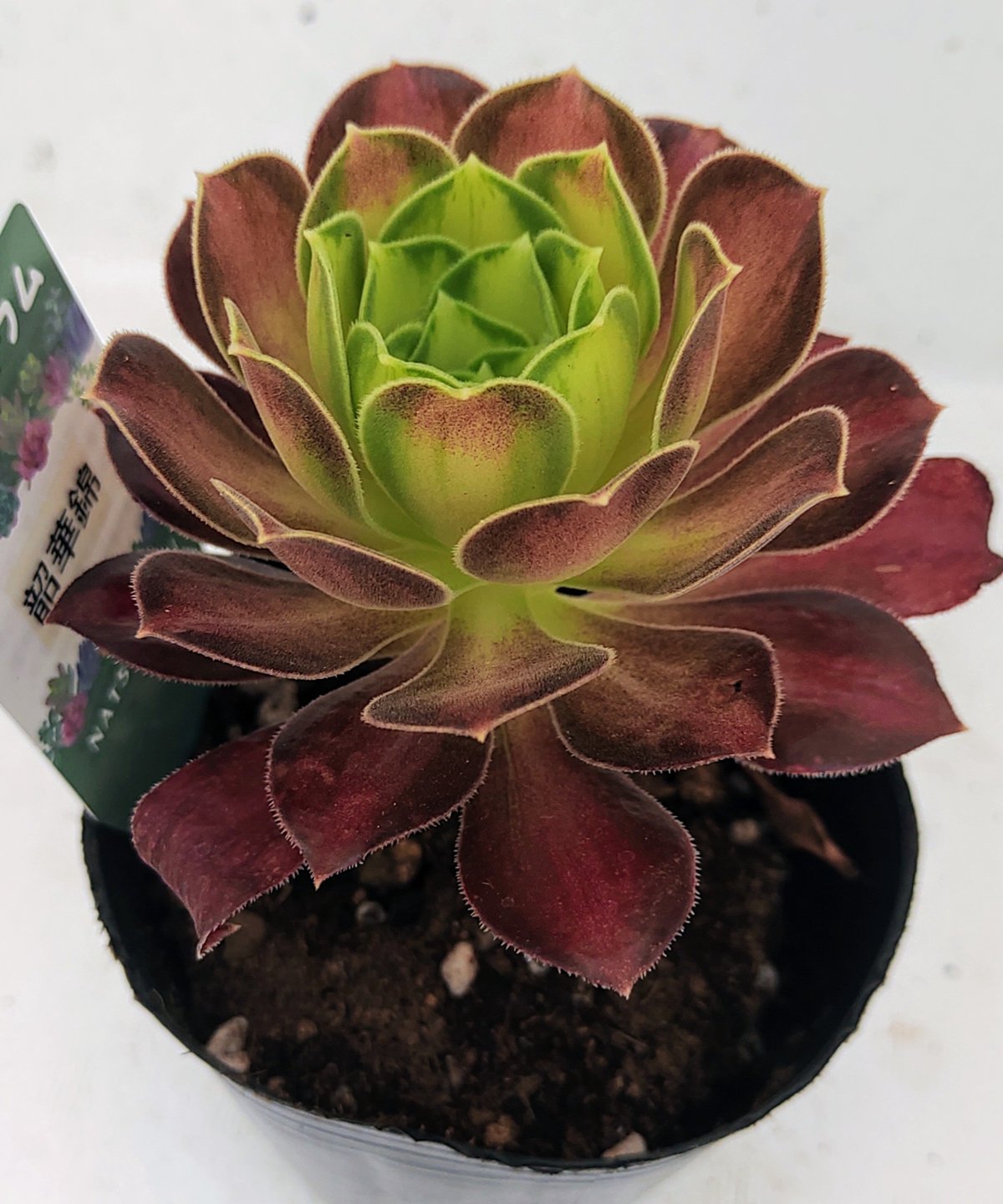 韶華錦 アエオニウム | toA Succulent