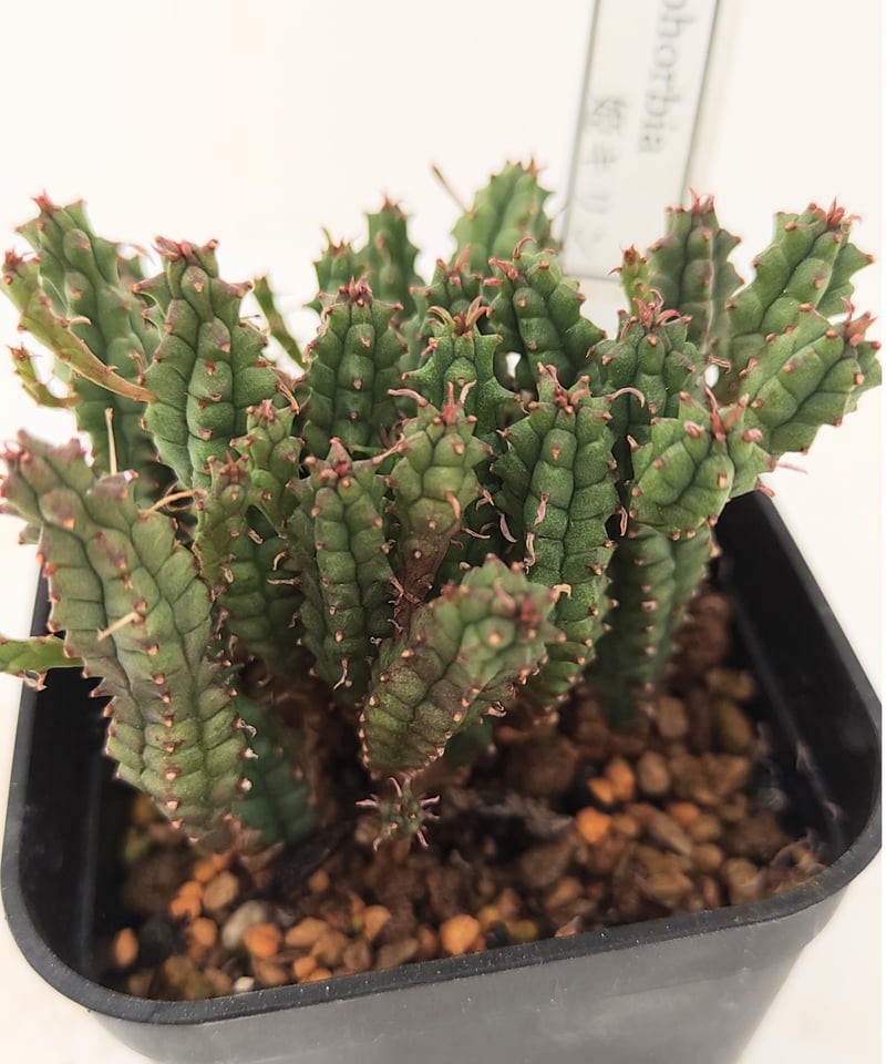多肉植物 ꔛ‬ꕤ ユーフォルビア 姫麒麟(群生)♡抜き苗 姫キリン ユーフォルビア | toA Succulent