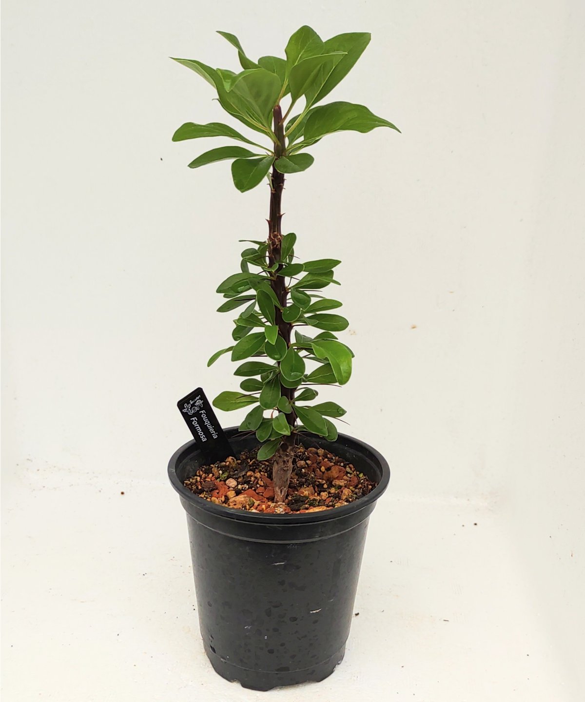 最終値　フォークイエリア　鉢付き‼️ フォルモサ フォークイエリア | toA Succulent