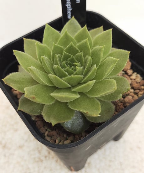 CATEGORY センペルビウム | toA Succulent