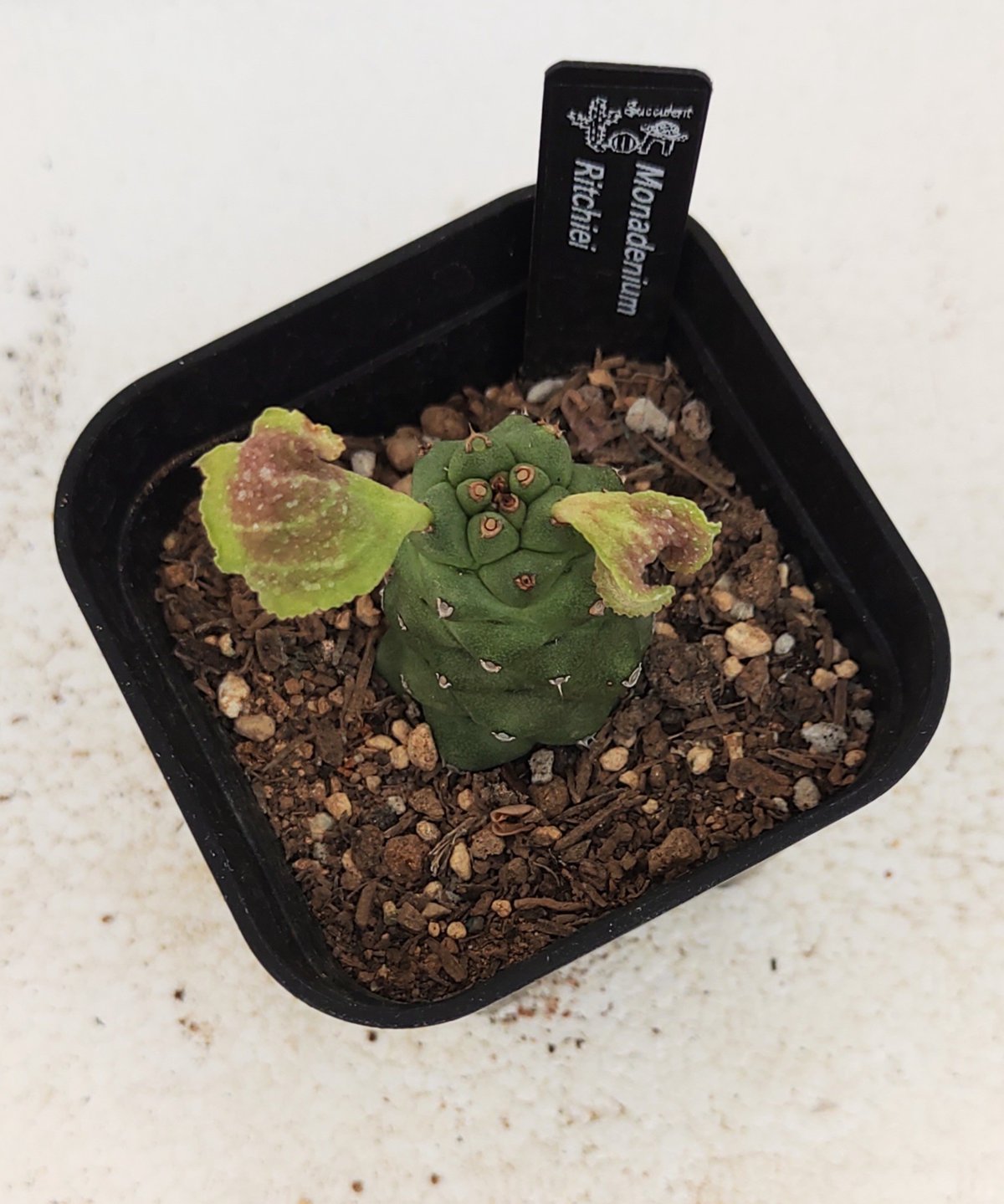 モナデニウム　リチェイ　斑入り isla del pescado - Monadenium ritchiei f. variegata