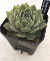 ティヒ センペルビウム | toA Succulent