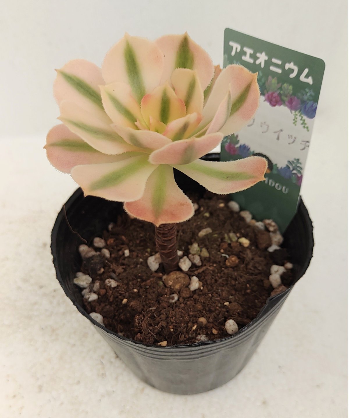 ピンクウィッチ アエオニウム | toA Succulent