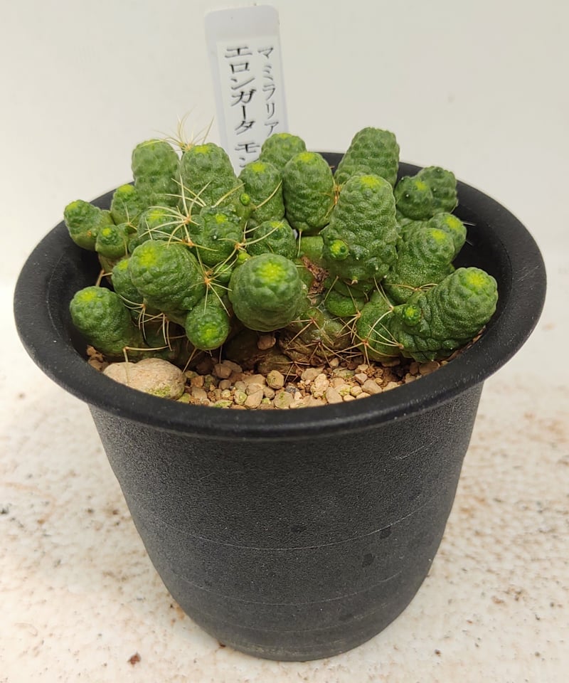 エロンガータモンスト サボテン | toA Succulent