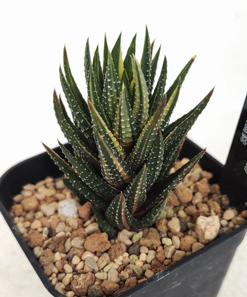 鼓笛錦 B ハオルチア | toA Succulent