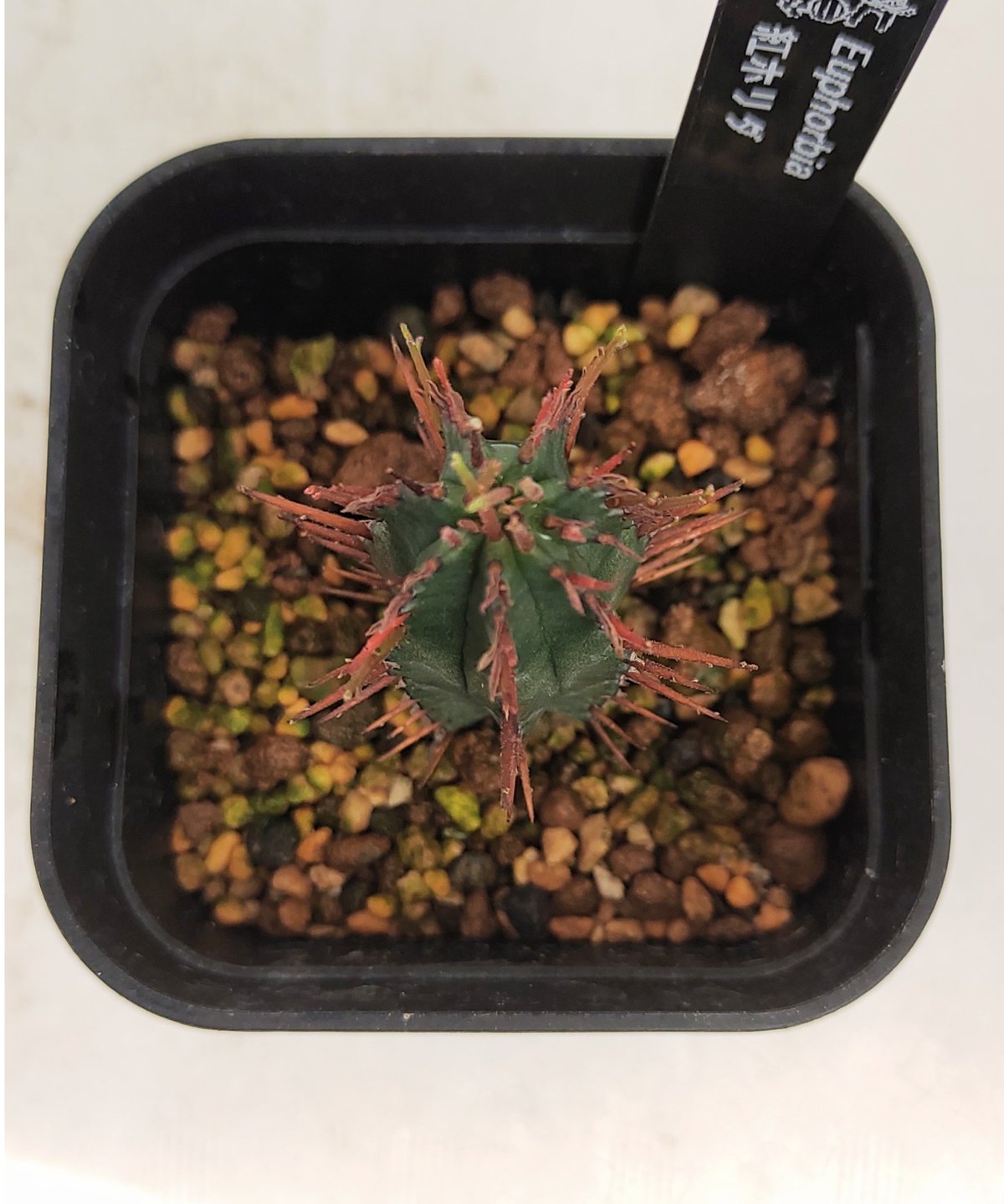 紅ホリダ ユーフォルビア | toA Succulent