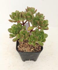 スーパーバン錦 アエオニウム | toA Succulent スーパーバン錦 アエオニウム | toA Succulent