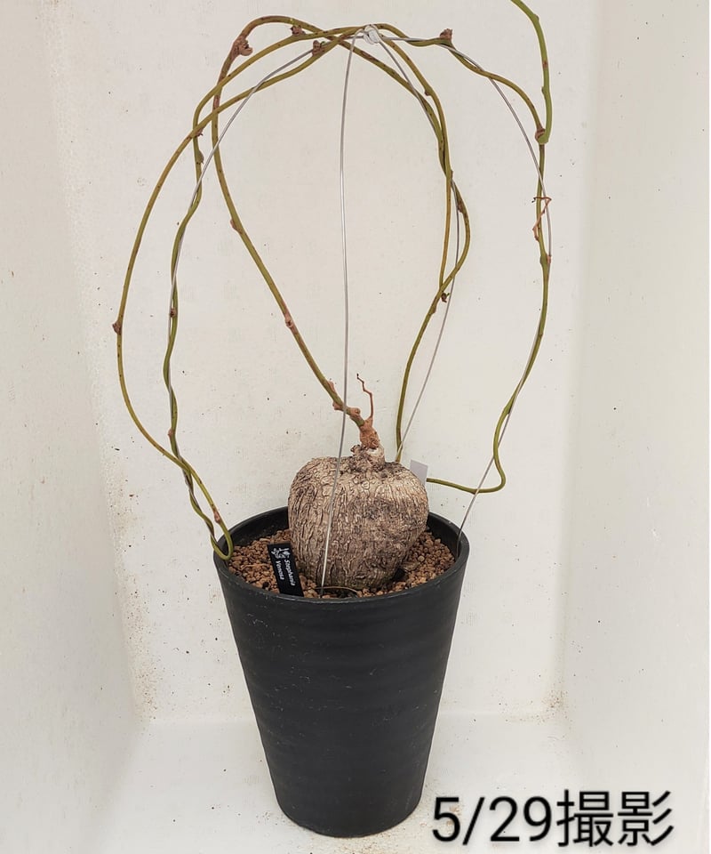 ステファニア ヴェノサ 6号 塊根植物 ヴェノサ ステファニア | toA Succulent