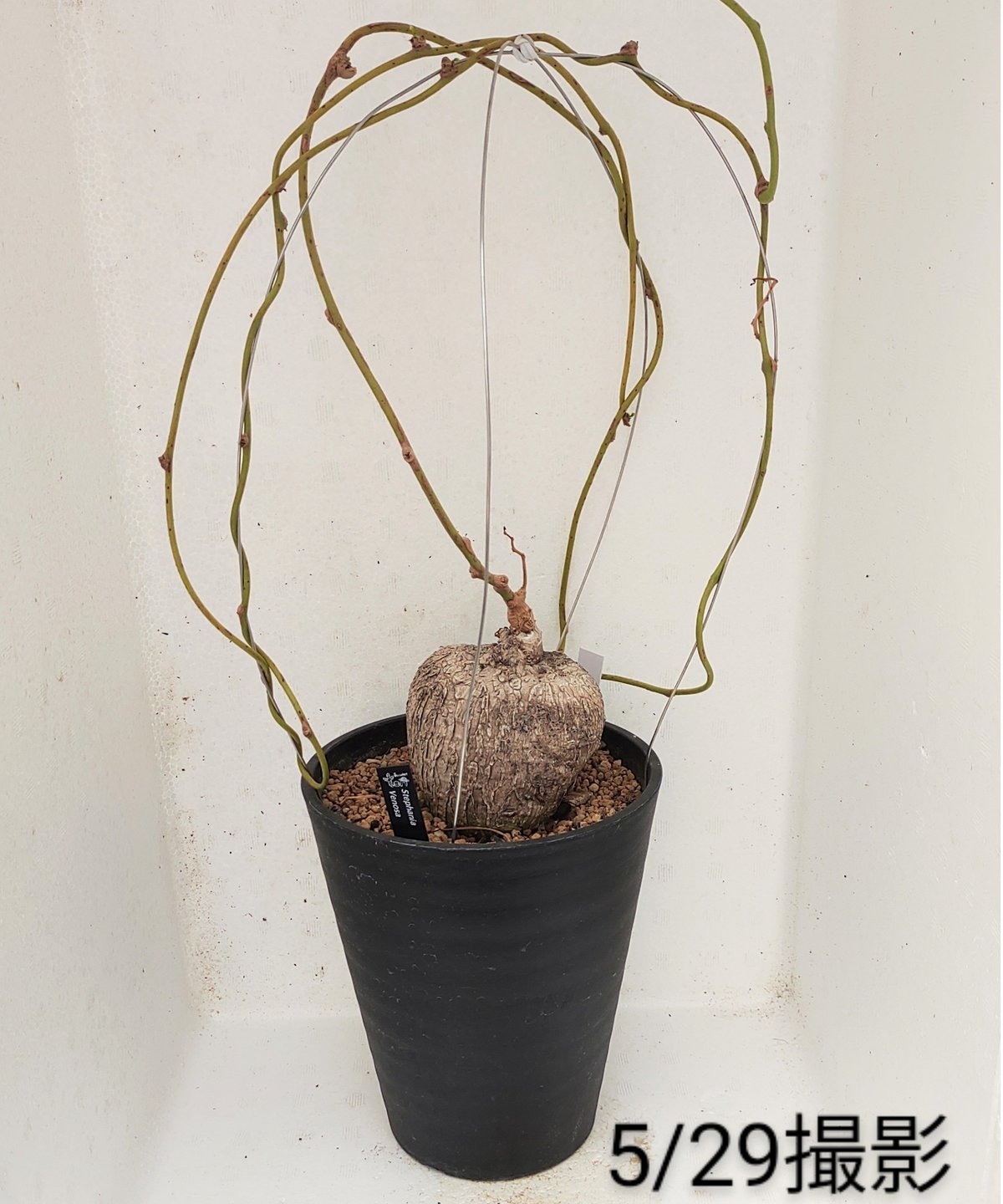 ヴェノサ ステファニア | toA Succulent
