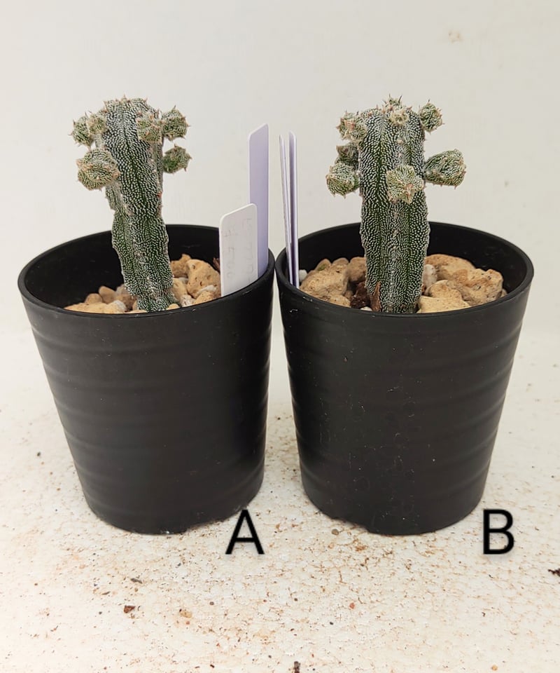 多肉 ランポー 観葉植物 多肉植物 サボテン アストロフィツム ランポー玉 | Miztiq