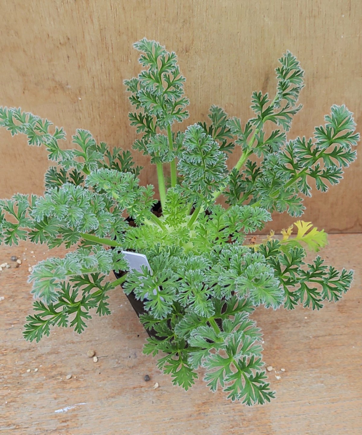 種子】ペラルゴニウム コルツシフォリウム 5粒 種子】ペラルゴニウム