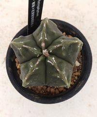 ロイヤル玉牡丹しわ サボテン | toA Succulent