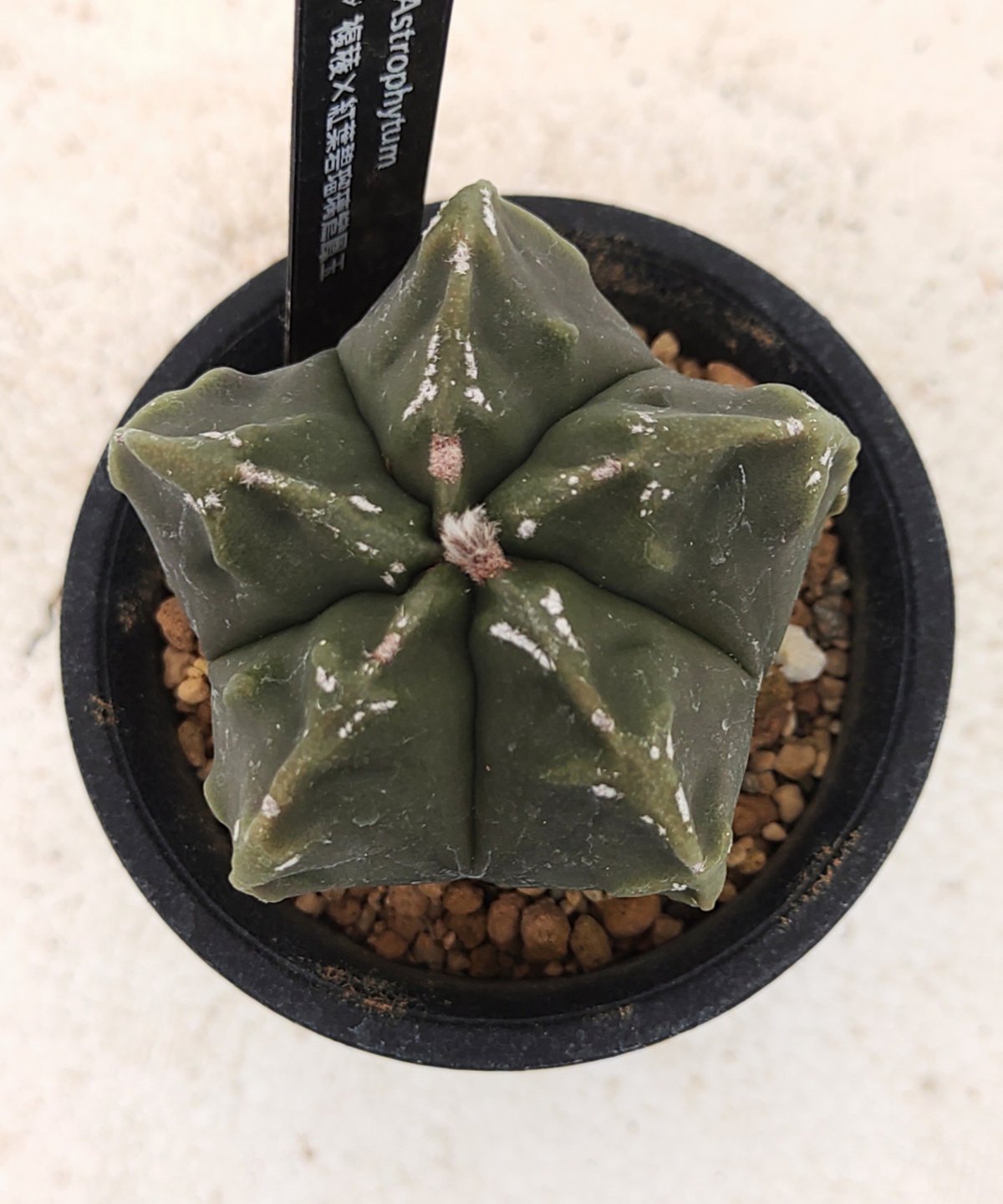 複稜×紅葉碧瑠璃ランポー サボテン | toA Succulent