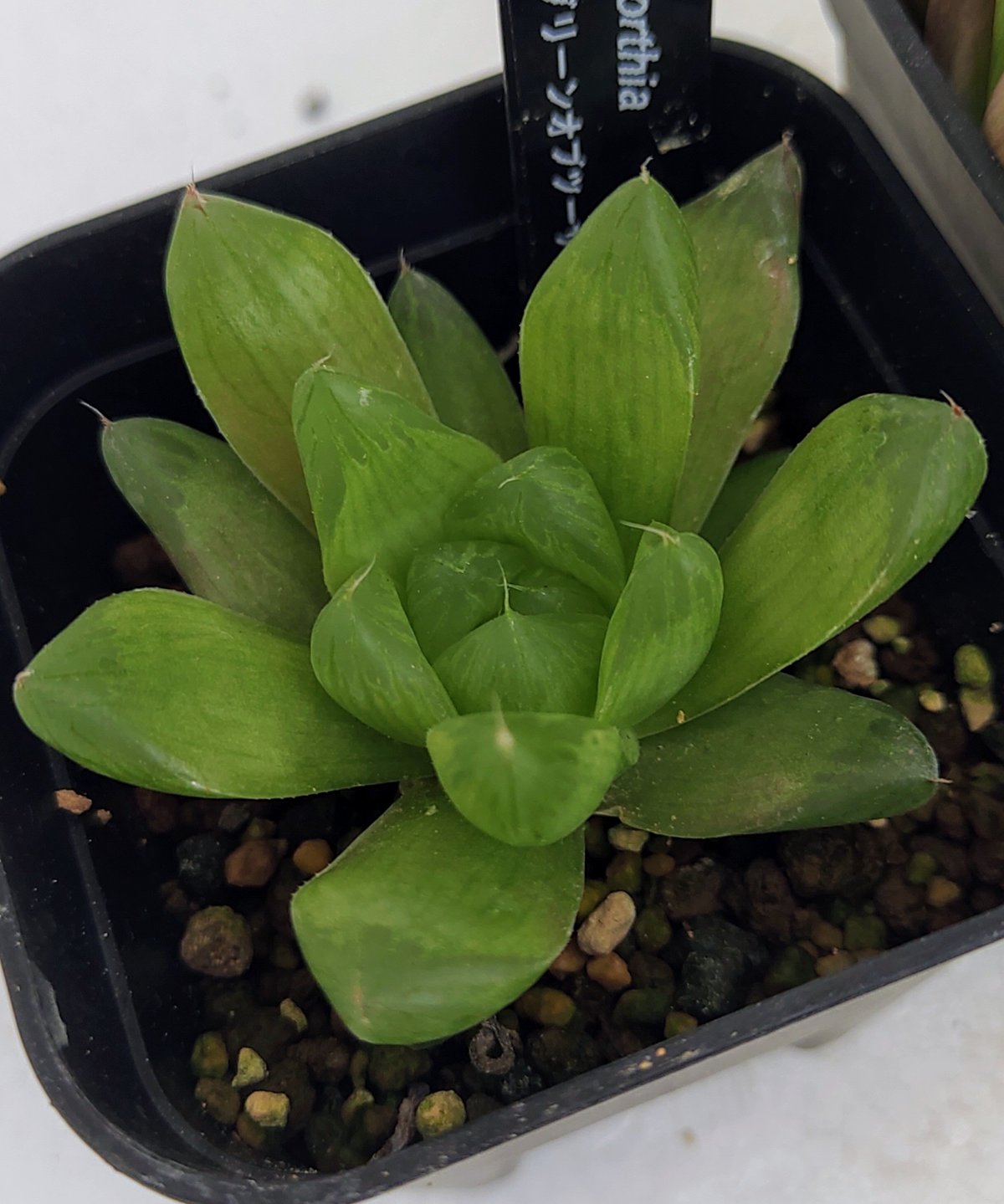 大型グリーンオブツーサ(マスカット) ハオルチア | toA Succulent