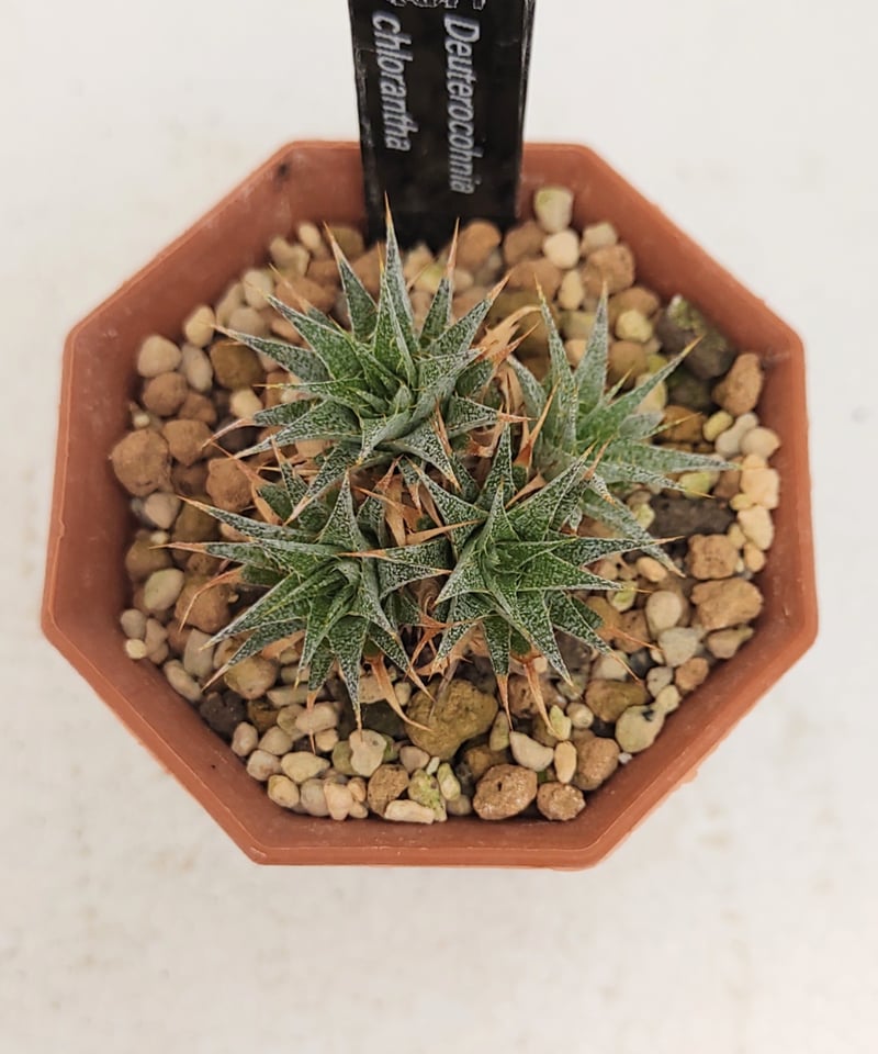 デウテロコニア ブレビフォリア ssp. クロランサ Deuterocohnia